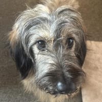 Csomi sucht einen Kuschelplatz, Hündin zur Adoption