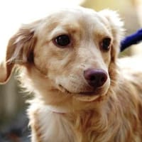 Gabriella ist so lieb und niedlich!, Hündin zur Adoption