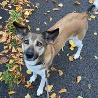 Vega sucht ein Zuhause, Hündin zur Adoption