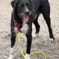 Puffi sucht seine Menschen, Hund zur Adoption