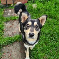 Charmanter KEVIN - Mini-Schäfimix, Hund zur Adoption