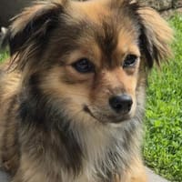 Charlotte - kleine Füchsin 🍀, Hündin zur Adoption