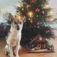 Simbi - verschmust, schlau, ausgeglichen, Hündin zur Adoption