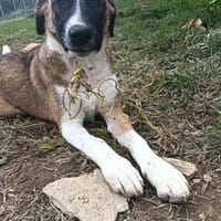 Amanda, Hündin zur Adoption