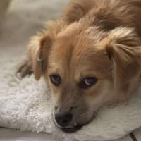 Lexie, kleines Flauscheöhrchen 🐾, Hündin zur Adoption