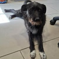 Ruby - verspielte Junghündin, Hündin zur Adoption