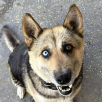 PUMPKIN sucht liebevolles Zuhause, Hündin zur Adoption