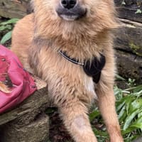 Lion der süße sanfte Löwe / in 82284, Hund zur Adoption