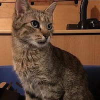 Einzelwohnungskatze Nala, Katze zur Adoption