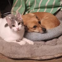 Sandy - kleine verträglichr Hündin, Hündin zur Adoption