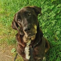 ZOE die große, sanftmütige Schönheit, Hündin zur Adoption