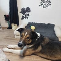 Aston kommt mit allen klar, Hund zur Adoption