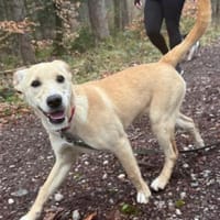 Sandy süße Maus / bei München, Hündin zur Adoption