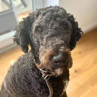 Milo - ist aktiv&freundlich, Hund zur Adoption