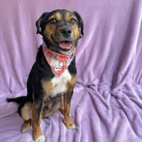 Gareth- Treuer Herzenshund, Hund zur Adoption