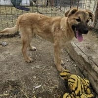 Ajax 38 cm (Apr 26) Pflegestelle, Hund zur Adoption