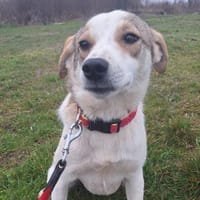 Sweety, Hündin zur Adoption