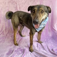 Camping Sportlicher Begleiter, Hund zur Adoption