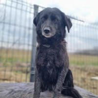 Maja - ruhige und sanfte Seele, Hündin zur Adoption