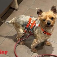 Pinlee, Hündin zur Adoption