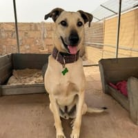 Abao (Bau), Hund zur Adoption