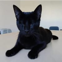 Carlo - super süß & bezaubernd, Kater zur Adoption