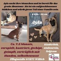 Aylasucht ihre Menschen, Hündin zur Adoption