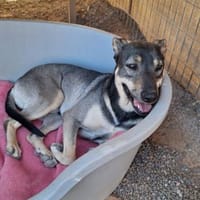 Bentor, ein freundlicher Rüde, Hund zur Adoption