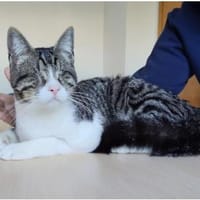 Cedrik - sanftmütig, sehr sozial & lieb, Kater zur Adoption