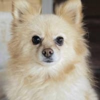 Bubbles in 41344 Nettetal-Lobbrich, Hündin zur Adoption