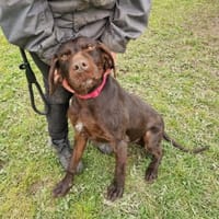 Gypsy - lernwillig und aktive Lady, Hündin zur Adoption