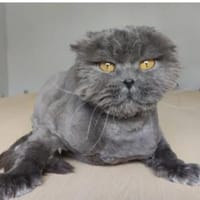 Magnus- sehr lieber Katermann!, Kater zur Adoption