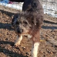 Remi sucht ihr Für-immer-Zuhause (C), Hündin zur Adoption