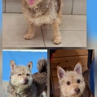 Frida - hat einen freundlichen Charakter, Hündin zur Adoption