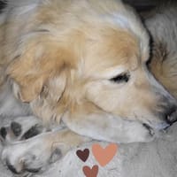 Sasha 💚💚💚 ruhig und ausgeglichen, Hündin zur Adoption