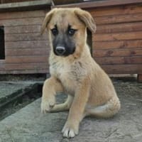 Ninja 27 cm (Apr 26) Pflegestelle, Hündin zur Adoption