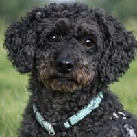 Pudka in 94369 Oberschneiding, Hündin zur Adoption