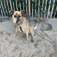Rose sucht ihre Menschen 🐾, Hündin zur Adoption