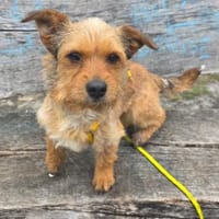 Neslin versucht alles richtig zu machen, Hündin zur Adoption