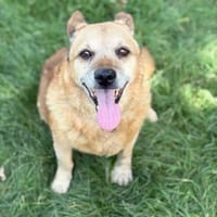 Bogar -Ein herzensguter Hundesenior, Hund zur Adoption
