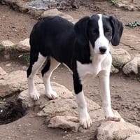 Zuhause gesucht für Honey, Hündin zur Adoption