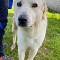 Essenza auf Pflegestelle in Hessen, Hund zur Adoption