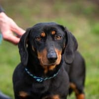 Ilario, Hund zur Adoption