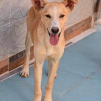 Violeta hat den Koffer gepackt, Hündin zur Adoption