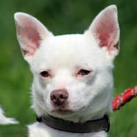 FLYNN, chien à adopter