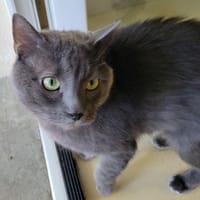 Petit Chat dit Petiot PAB28698, chat à adopter