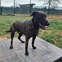 YOUKI, chien à adopter