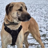 Aspro, chien à adopter