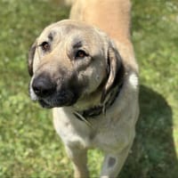 Aspro, chien à adopter