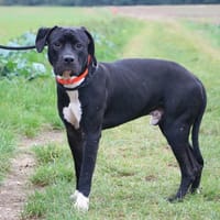 TOÑIO HAA24752, chien à adopter